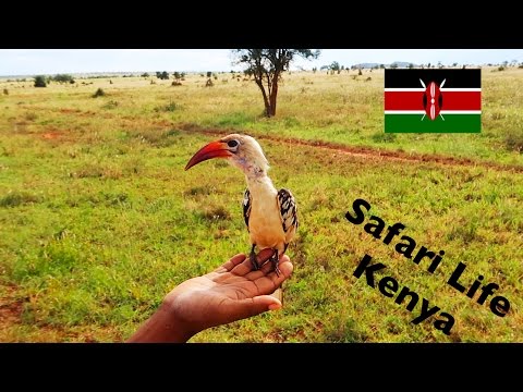 Auf Große #SafariTour Kenia Day 2 😍 #Geparden