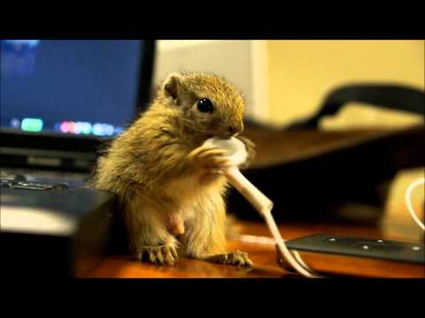 Baby Squirrel chewing Apple earphones
