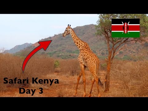 Auf Große #SafariTour Kenia Day 3 😍 #LION