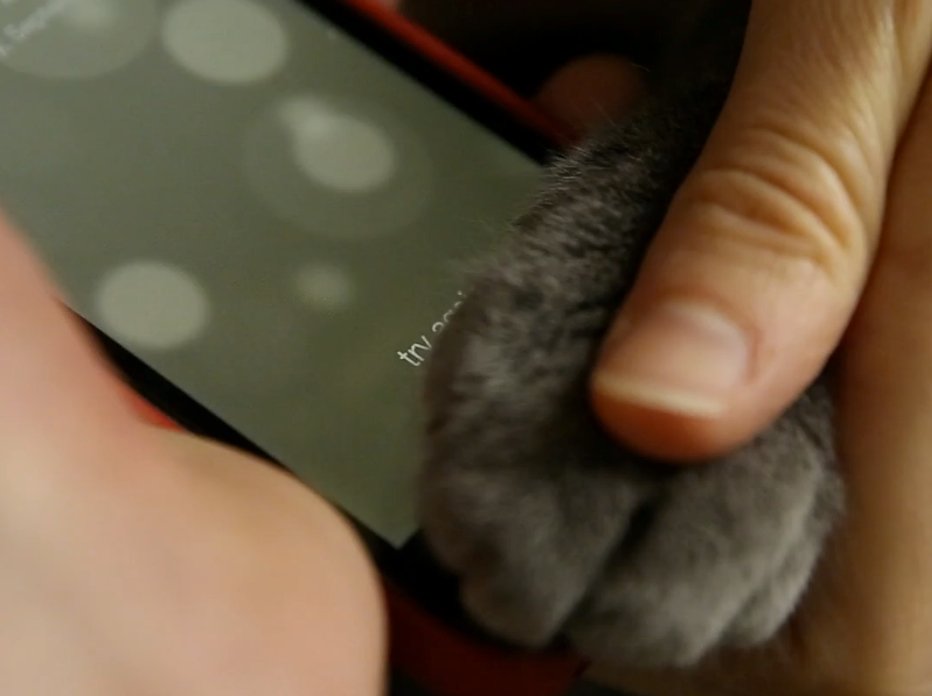 Video des Tages: Katze entsperrt iPhone 5s mit Tatzenabdruck! 3