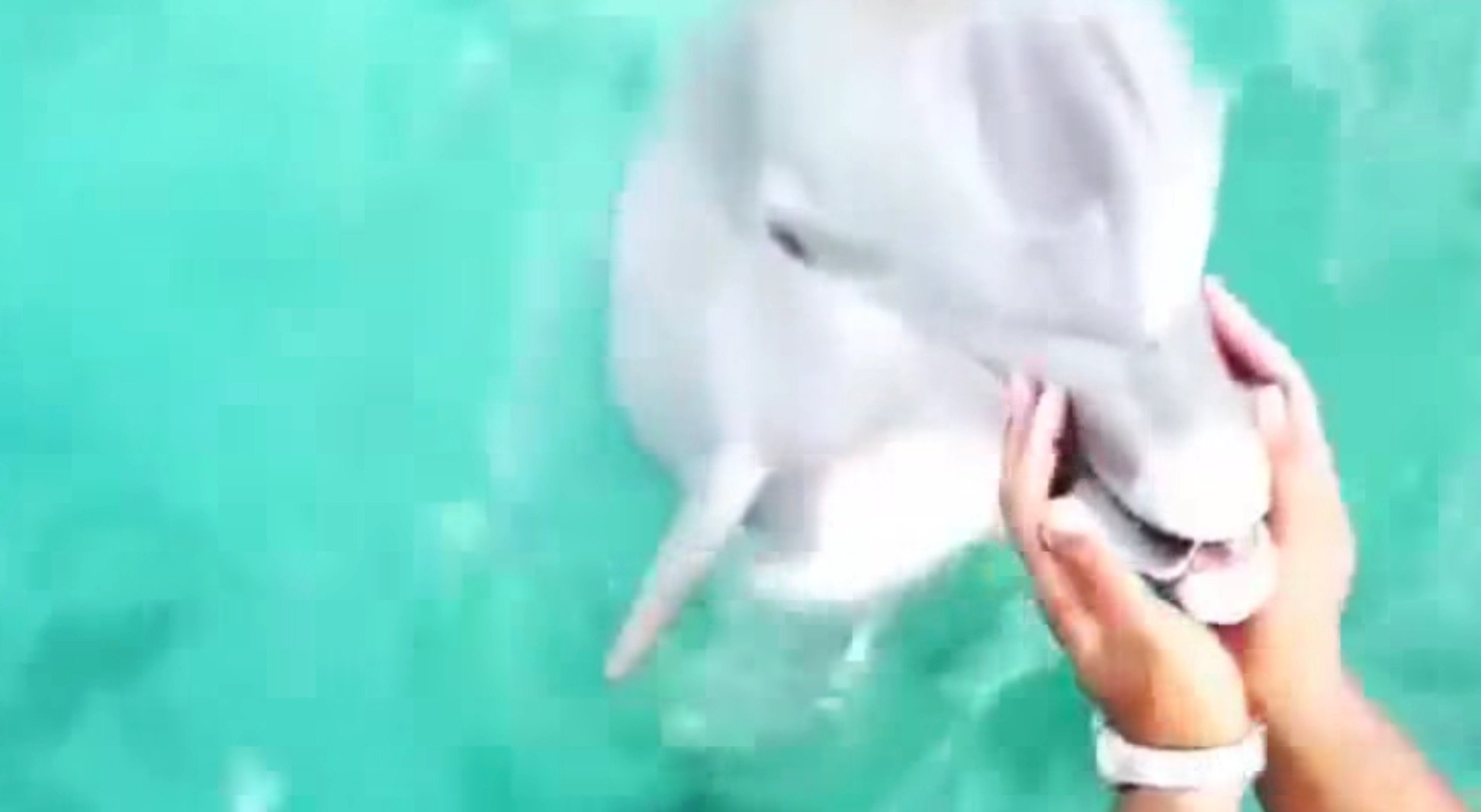 Delfin rettet iPhone 6s! 2